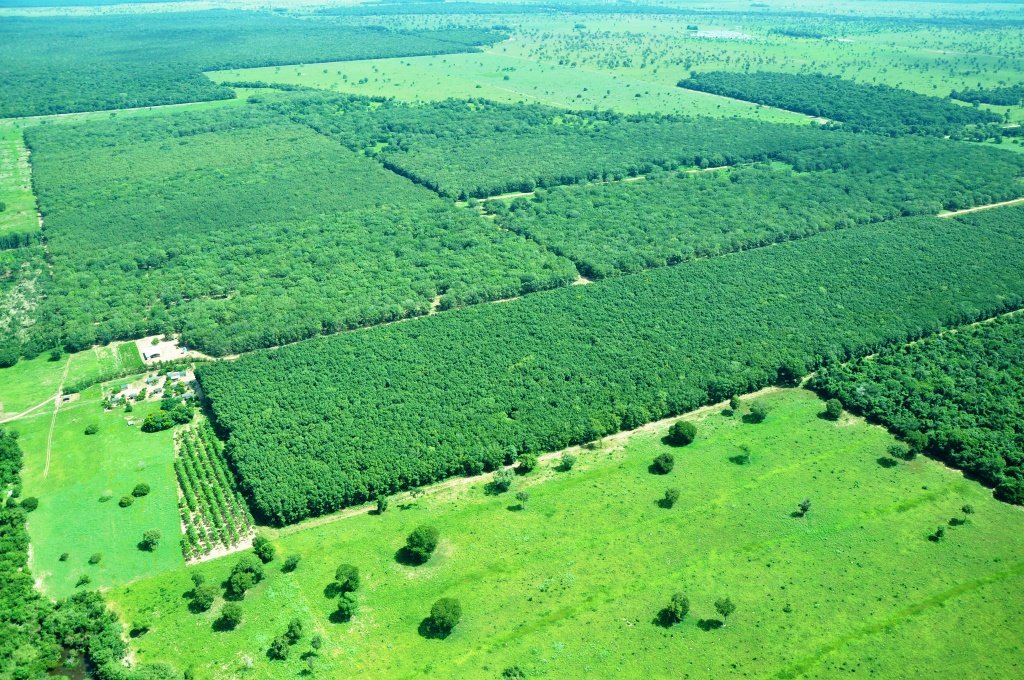 Biomassa (Cavaco)
